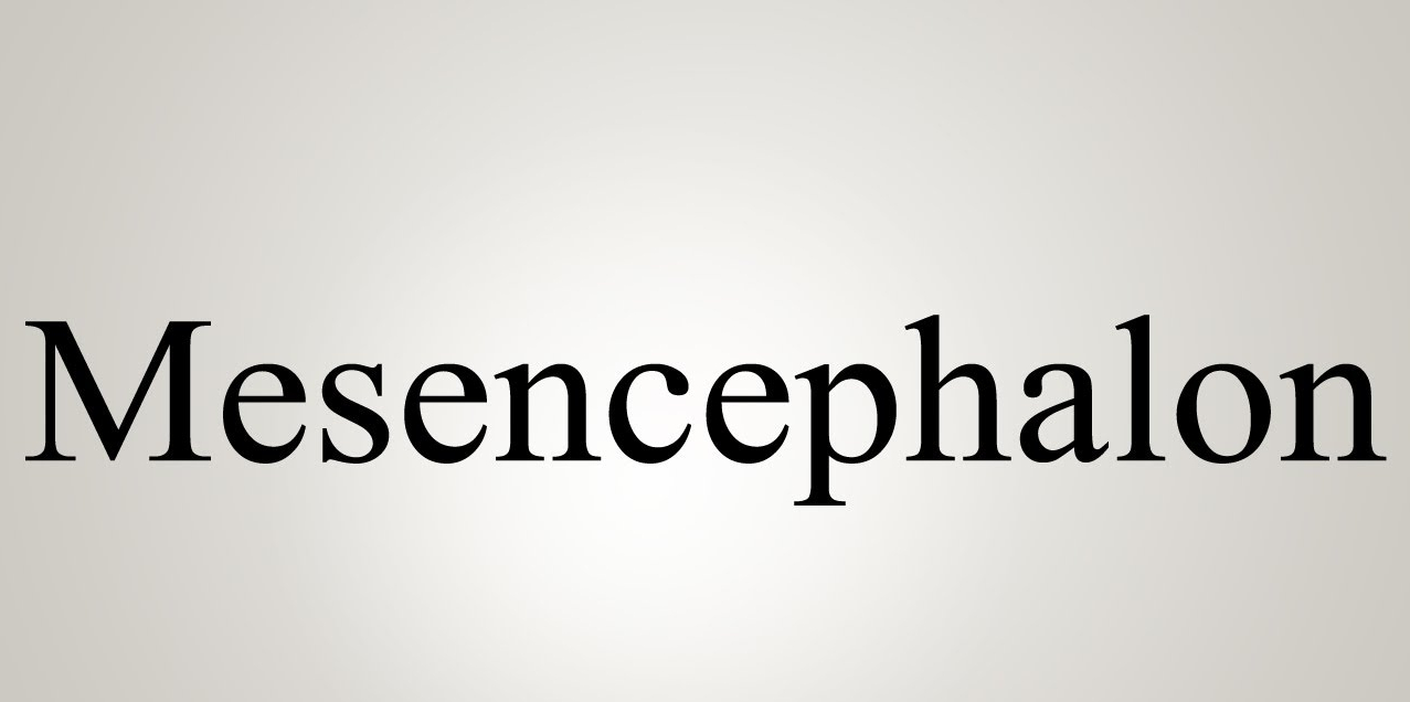 Mesencephalon